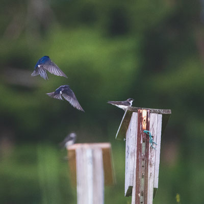 Hirondelle bicolore (Tree swallow) - Five Rivers - Crédit photo @Laëtitia