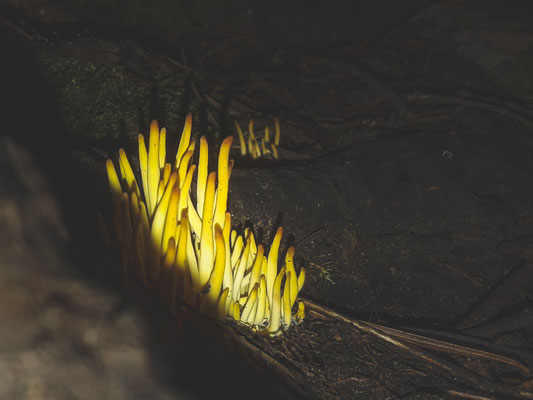 Clavulinopsis fusiformis, la Clavaire en fuseau Crédit Photo @Laëtitia