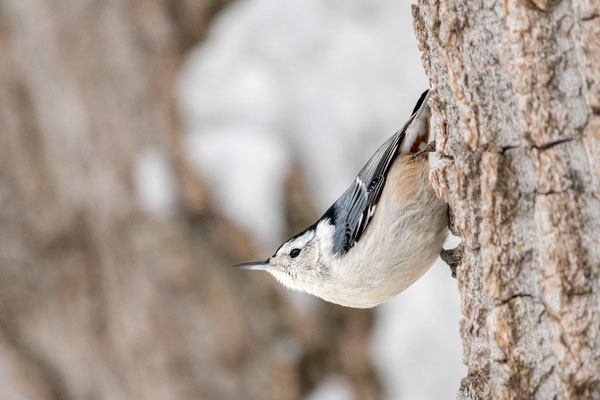 Sittelle à poitrine blanche (White-breasted Nuthatch)