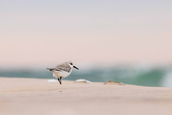 Bécasseaux sanderlings, Island Beach SP, NJ