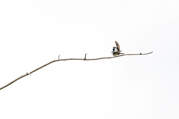Hirondelle bicolore (tree swallow) Dyken Pond - Crédit photo @Laëtitia