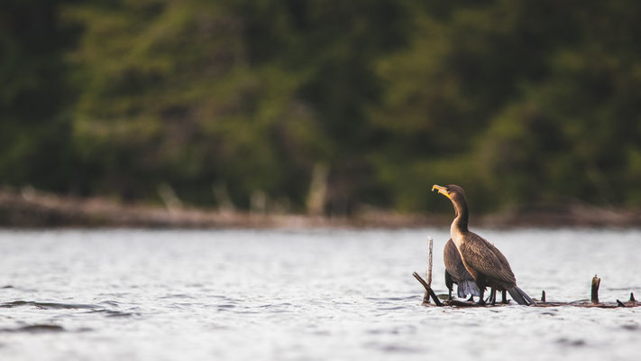 Cormoran à aigrettes (Double-crested Cormorant) Crédit photo @Laëtitia