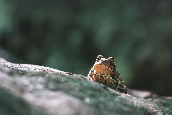 Crapaud d'Amérique (American toad) Crédit Photo @Laëtitia