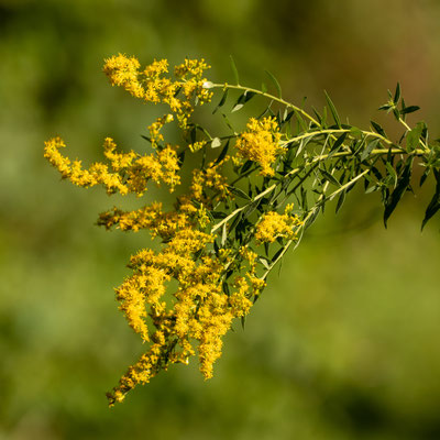 Solidages (goldenrod) qui fleurit tardivement et constitue une ressource de nourriture très importante pour beaucoup d'insectes et d'oiseaux à l'approche de l'hiver. Crédit photo @Laëtitia