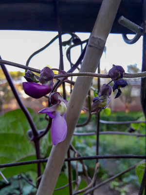 Les petites fleurs d'haricots me font penser à de délicates orchidées.