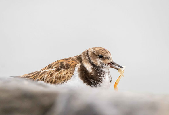 Tourne-pierre à collier (Ruddy Turnstone), Barnegat Lighthouse State Park, NJ