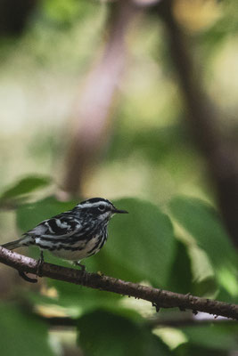 Black and White Warbler (Paruline noir et blanc), Shawangunk Ridge, NY, USA