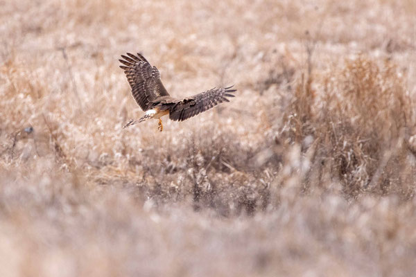 Busard des Marais, Washington County Grasslands, NY 