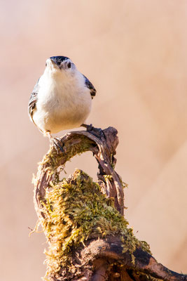 Sitelle à poitrine blanche (white breasted nuthatch). Crédit photo@Laetitia