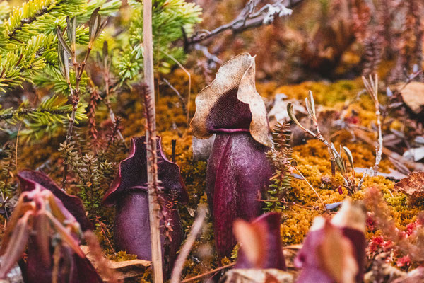  sarracènes pourpres (Purple pitcher plant), des plantes carnivores dans la tourbière