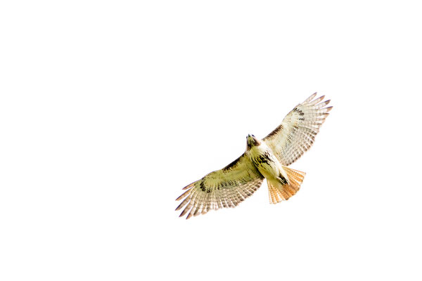 Buse à queue rousse (Red-tailed hawk)  Mohawk-Hudson Bike-Hike Trail - Crédit photo @Laëtitia