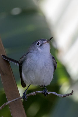 Gobemoucheron gris-bleu. Paurotis Pond. Crédit photo @Laetitia