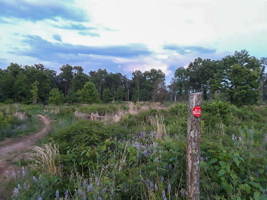 Rapp Road, le chemin de la réserve (Albany Pine Bush Preserve) où je conduis mes inventaires grenouilles et oiseaux