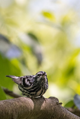 Black and White Warbler (Paruline noir et blanc), Shawangunk Ridge, NY, USA