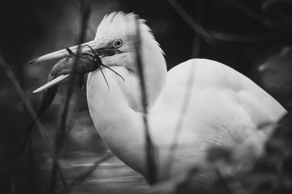 Poisson chat qui s'est fait attrapé par une aigrette.  Crédit photo @Laëtitia