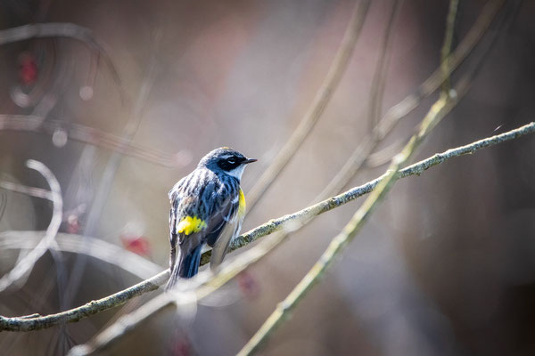 Paruline à croupion jaune (yellow-romped warbler) Five rivers - Crédit photo @Laetitia