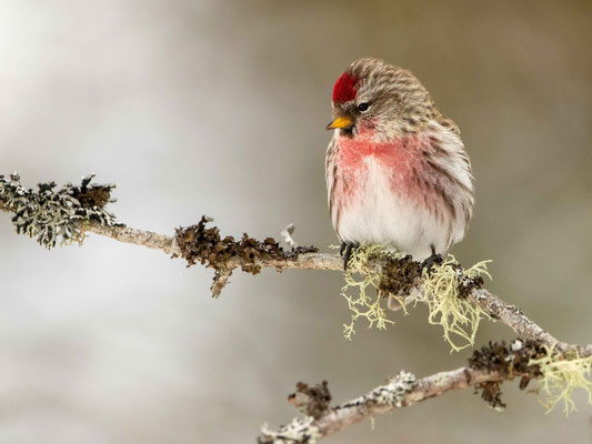 Sizerin flammé (Common Redpoll), Bloomingdale bog, Adirondacks, NY