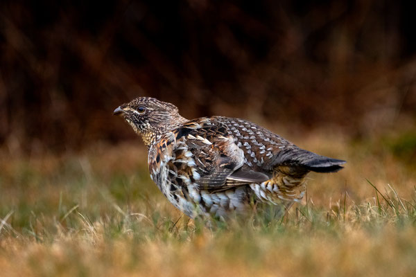 Gélinotte huppée (Ruffed grouse), Quoddy Head State Park