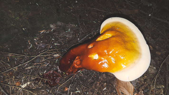 Ganoderma tsugae. Malgré son aspect peu ragoutant, ce champignon est comestible. Crédit Photo @Laëtitia