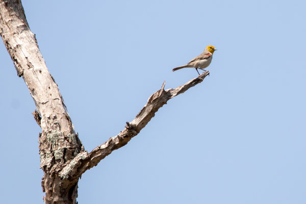 Auripare verdin - Sabal Palm Sanctuary.