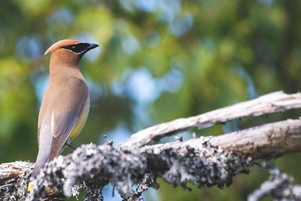 Jaseur d'Amérique (Cedar waxwing) Crédit Photo @Laëtitia