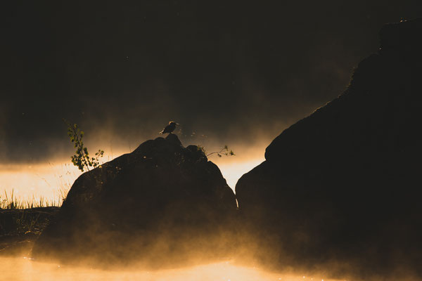 Martin pêcheur à contre-jour. Crédit photo @Laëtitia