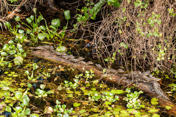 Bébés alligators. Crédit photo@Ulysse