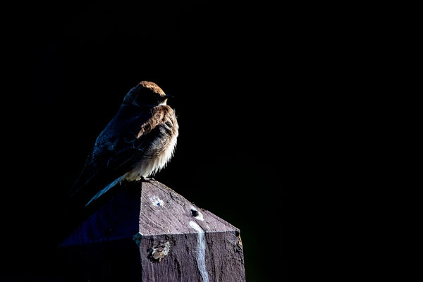 Hirondelle à ailes hérissées (Northern Rough-winged Swallow) Five rivers - Crédit photo @Laetitia