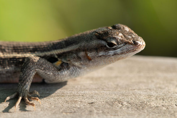 lézard  (Rose-Bellied Lizard) Laguna Astascosa National Wildlife Refuge
