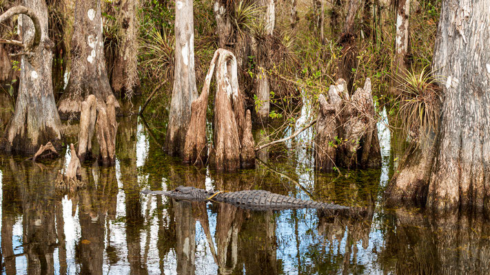 Toujours plus d'alligators. Crédit photo@Ulysse