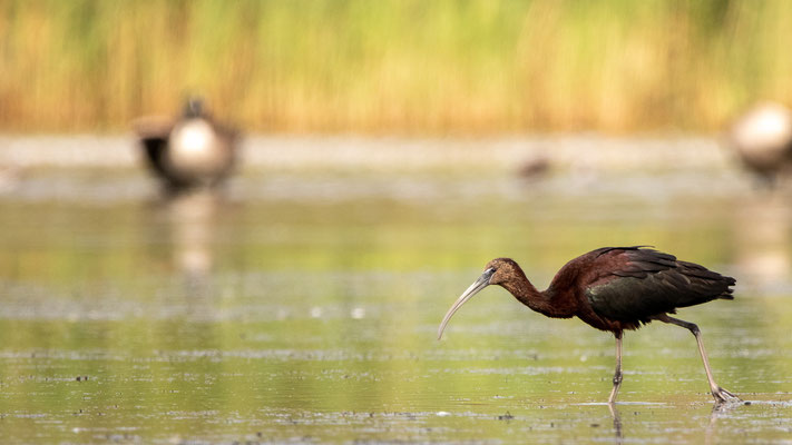 Ibis falcinelle