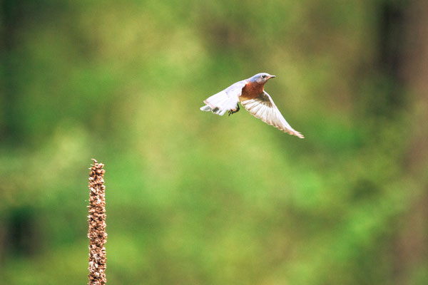 Merlebleu de l'Est (Eastern BlueBird). Schodack Island State Park - Crédit photo @Laetitia