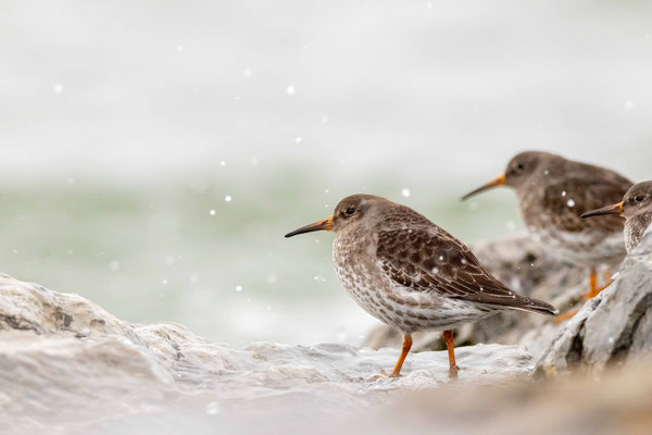 Bécasseau violet (Purple Sandpiper), Barnegat Lighthouse State Park, NJ