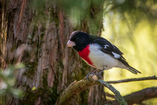 Cardinal à poitrine rose (Rose Breasted Grosbeak) Crédit Photo @Laëtitia