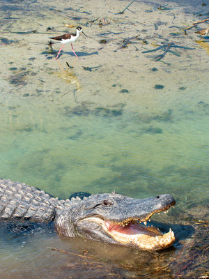 Alligator de taille respectable et oiseaux téméraires