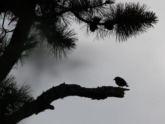 Silhouette du Merlebleu de l'Est, Albany PIne Bush Preserve