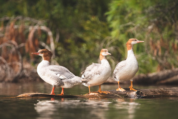 Grand Harle (Common Merganser) Crédit photo @Laëtitia