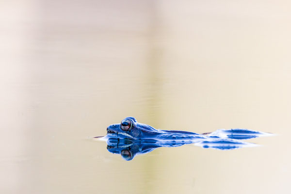 Grenouille des bois. Dyken Pond Crédit photo@Laëtitia