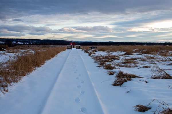 Washington county grasslands (les prairies à hiboux sans hiboux). Crédit photo @Ulysse