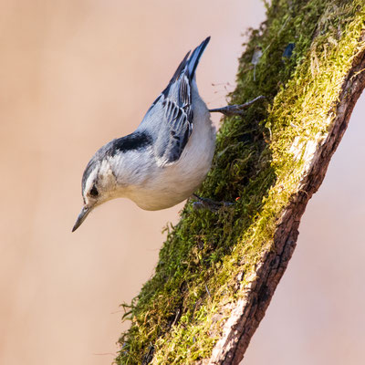 Sitelle à poitrine blanche (white breasted nuthatch). Crédit photo@Laetitia