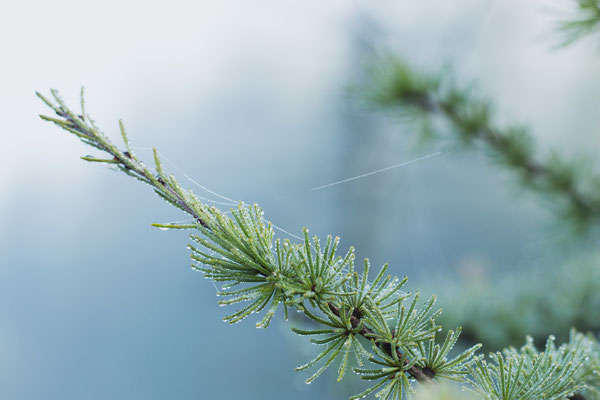 Spring Bog. Crédit photo @Ulysse