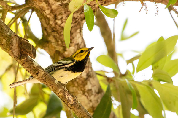 paruline à gorge noire (Black-throated green warbler) - Estero Llano Grande