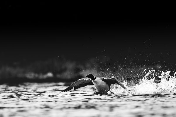 Plongeon huard (common Loon) Crédit photo @Laëtitia