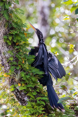  Et voici ma photo préférée d'Anhinga qui tente maladroitement de se hisser le long du tronc. Crédit photo@Laetitia