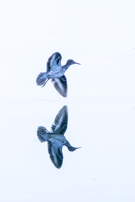 Chevalier grivelé (Spotted sandpiper) Five rivers - Crédit photo @Laetitia