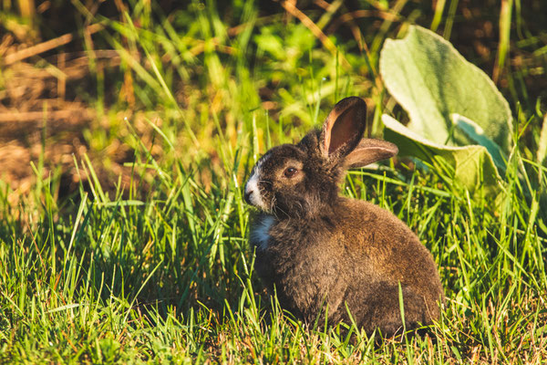 Des petits lapins gambadent en liberté à côté des dernières maisons avant de s'enfoncer dans la tourbière. Crédit photo @Laëtitia