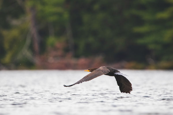 Cormoran à aigrettes (Double-crested Cormorant) Crédit photo @Laëtitia