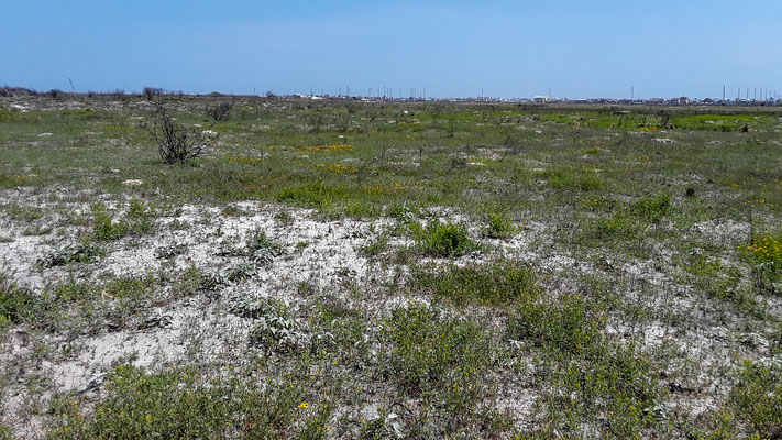 Port Aransas: la balade sans ombre