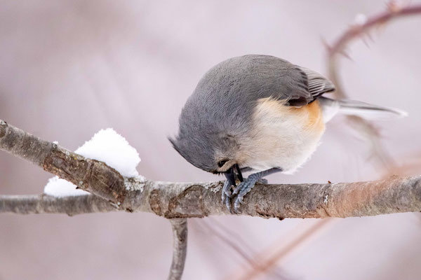 Mésange bicolore (Tufted titmouse)