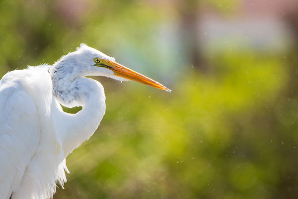 Aigrette